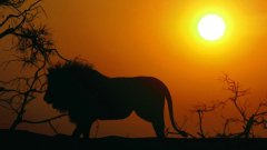 В цяла Африка са останали 21 000 лъва, а в САЩ продават сандвичи с лъвско месо в чест на Световното...