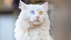 Даже и в дома си тези котки продължават да имитират лов