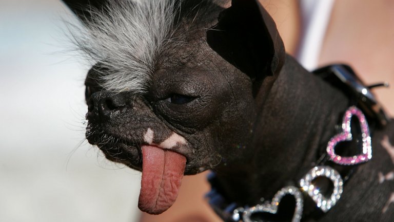 Победителят си няма порода, а е кръстоска между китайско качулато куче и незнайно какво