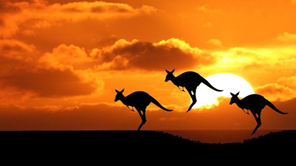 kangaroo-sunset-animals-iphone-ipad_250744