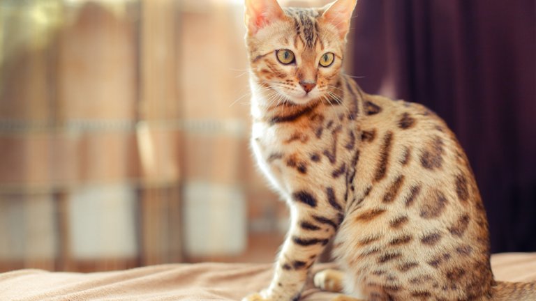 Бенгалска котка
Смятат се за едни от най-интелигентните котки, тъй като реагират добре на стимули, любопитни са и обичат да се занимават с играчки. Могат да бъдат научени да се разхождат на каишка. Лапите им са почти като ръце и могат например да пускат и гасят лампи от ключа на стената.
Породата е кръстоска между домашна и азиатска леопардова котка, откъдето е наследила и малко дивия си характер, атлетичната натура и великолепната окраска. Обожават да тичат, да скачат, да се катерят и играят.