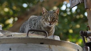 Имената на котки от войната има изписани и на гробовете на някои военни