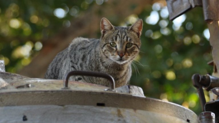 За котките визуалните сигнали са по-привлекателни от звуковите.
