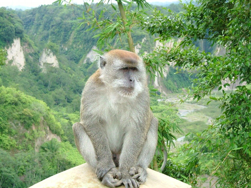 1024px-Ngarai_Sianok_sumatran_monkey