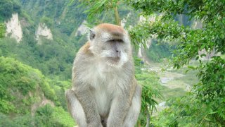 1024px-Ngarai_Sianok_sumatran_monkey