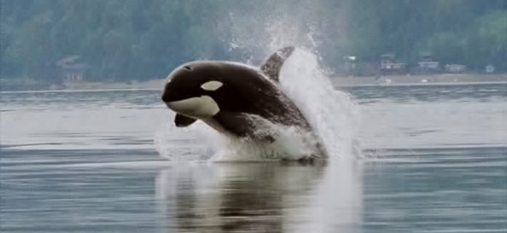 Orca_porpoising