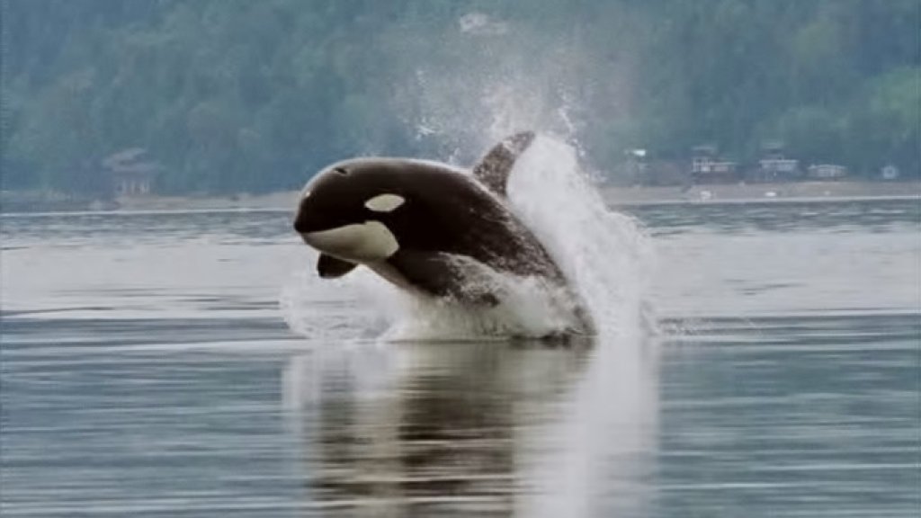 Orca_porpoising