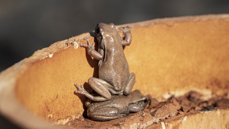 Най-смешните снимки на животни за 2025 г.