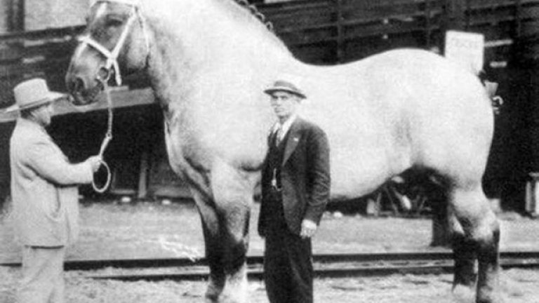 Най-големият кон в света, 1928 година