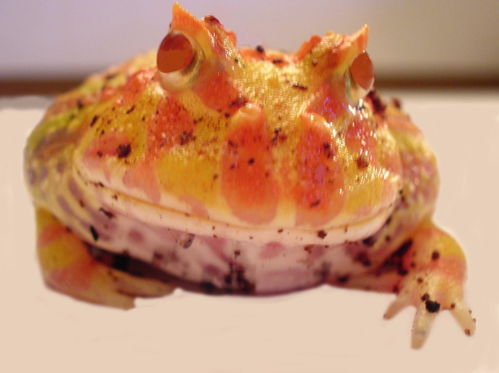Pacman_frog