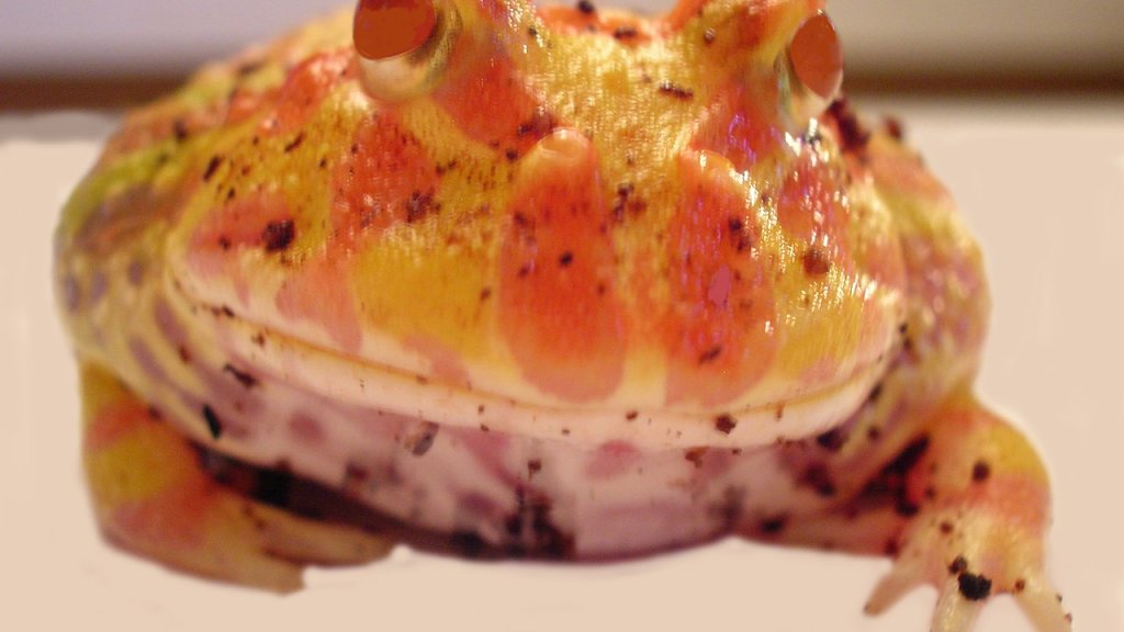 Pacman_frog