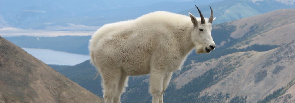 mountain-goat-373-640x360