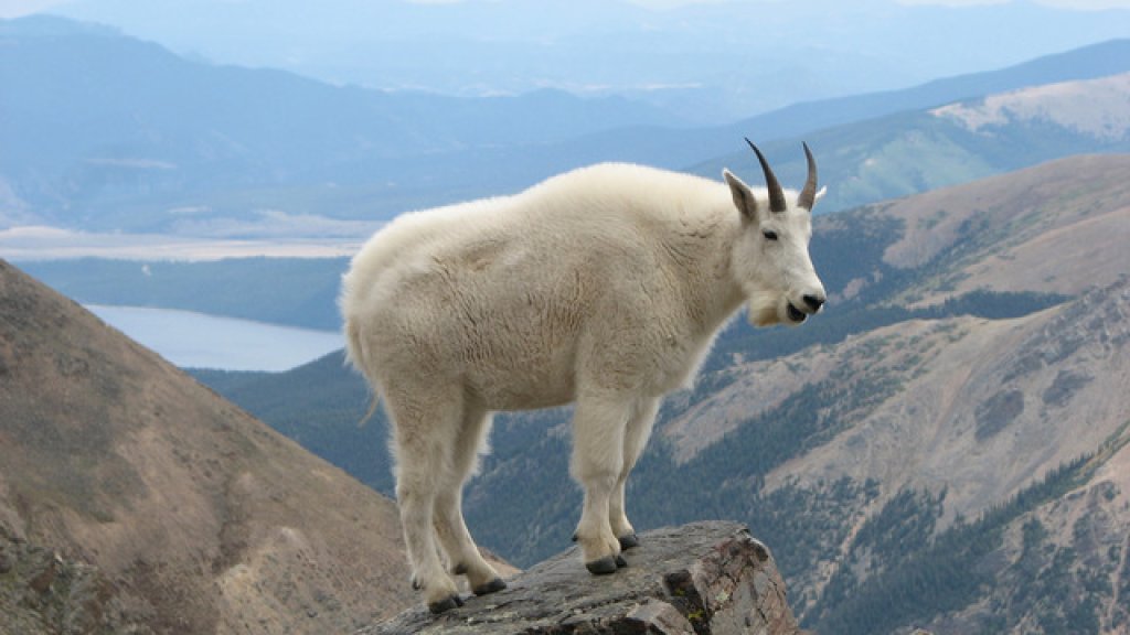 mountain-goat-373-640x360