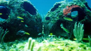 Cremated Remains Used To Help Create Artificial Reef