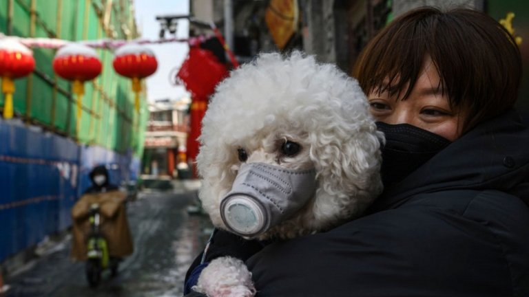 Много животни са изоставени от собствениците си след като Ухан беше затворен като мярка срещу разпространението на коронавируса. Доброволци обаче се грижат за това домашните любимци да не останат без храна и вода.