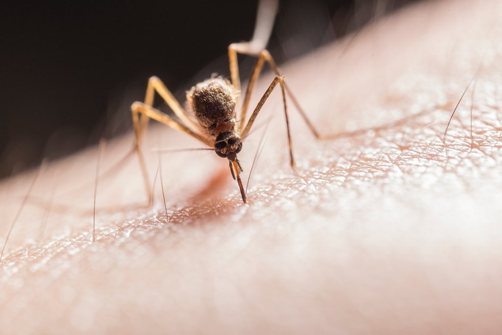 abdomen-animal-bite-2382223