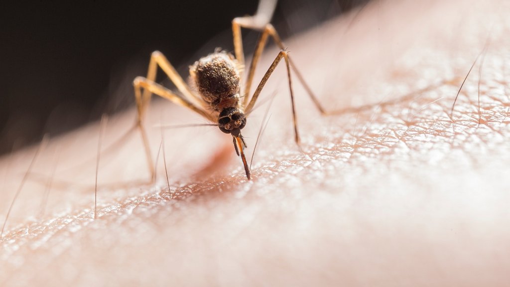 abdomen-animal-bite-2382223