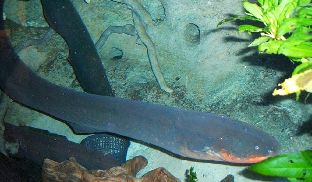 800px-Electric-eel2