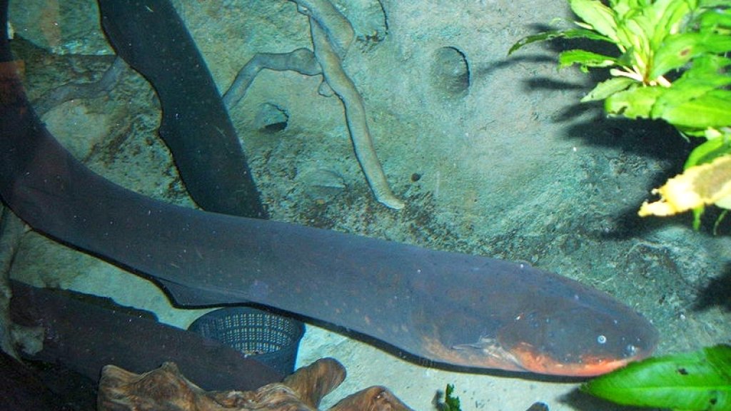 800px-Electric-eel2