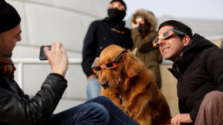 При домашните любимци стресът е повече заради поведението на хората, отколкото от феномена