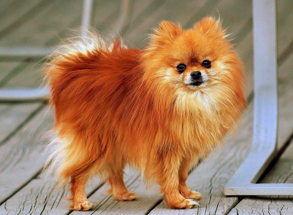 1024px-Pomeranian_orange-sable_Coco