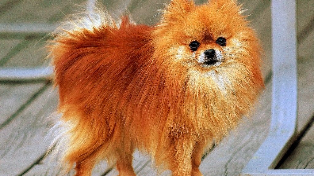 1024px-Pomeranian_orange-sable_Coco