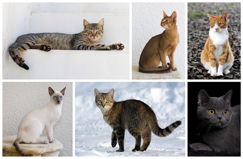 Cat_poster_1