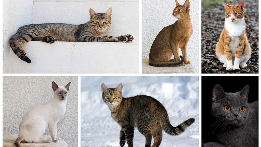 Cat_poster_1