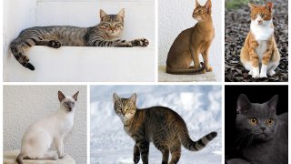 Cat_poster_1