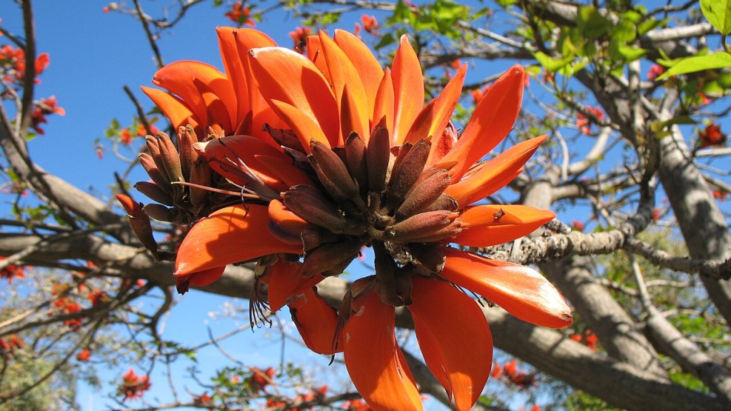 Erythrina_Caffra_flower