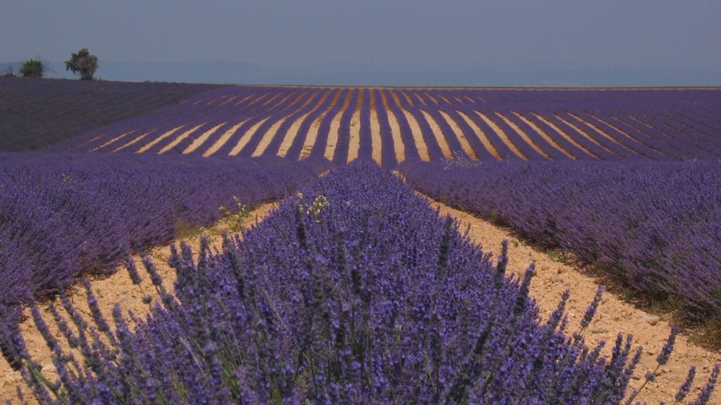 les-lavandes