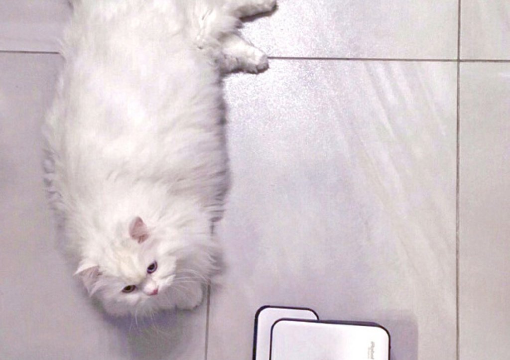 котка, чистене, тобиас
