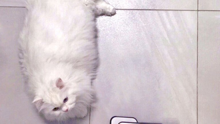 котка, чистене, тобиас
