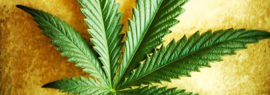 16bb6-251521-cannabis