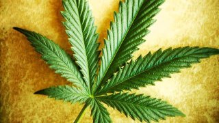 16bb6-251521-cannabis