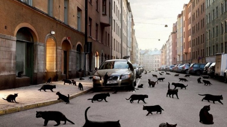 Суеверието е основна религия у нас, a черните котки са повече от необходимото