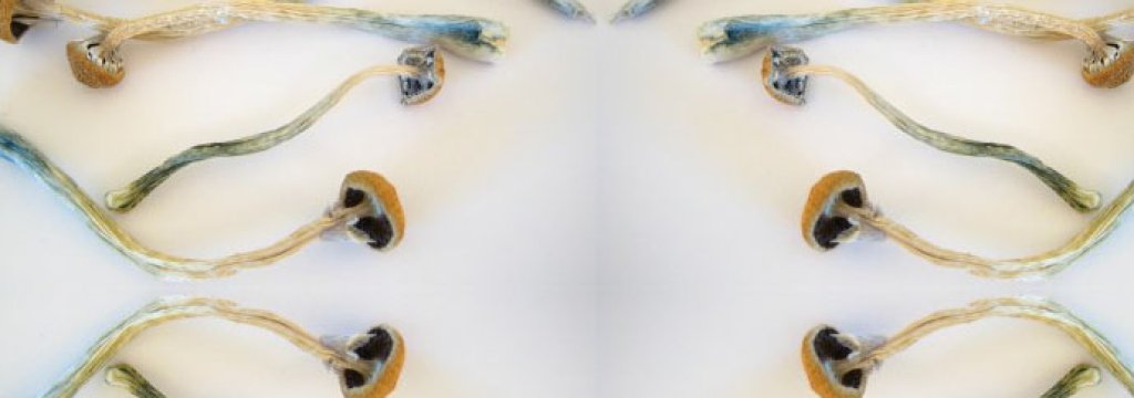 mushrooms