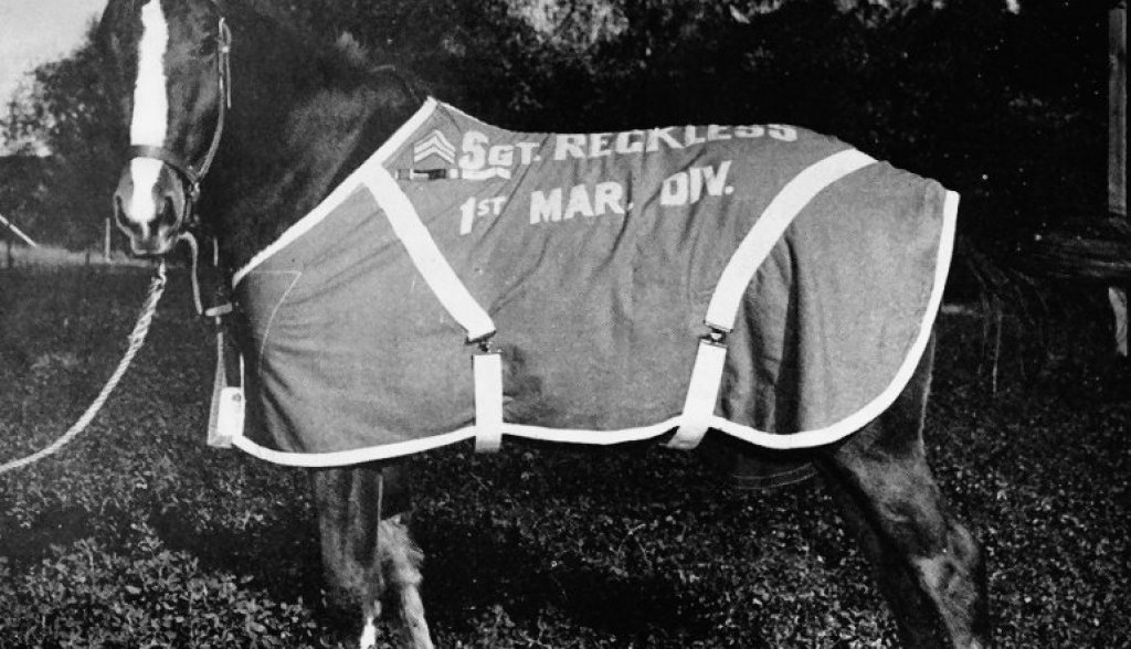 Sgt_reckless_in_pasture