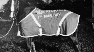 Sgt_reckless_in_pasture