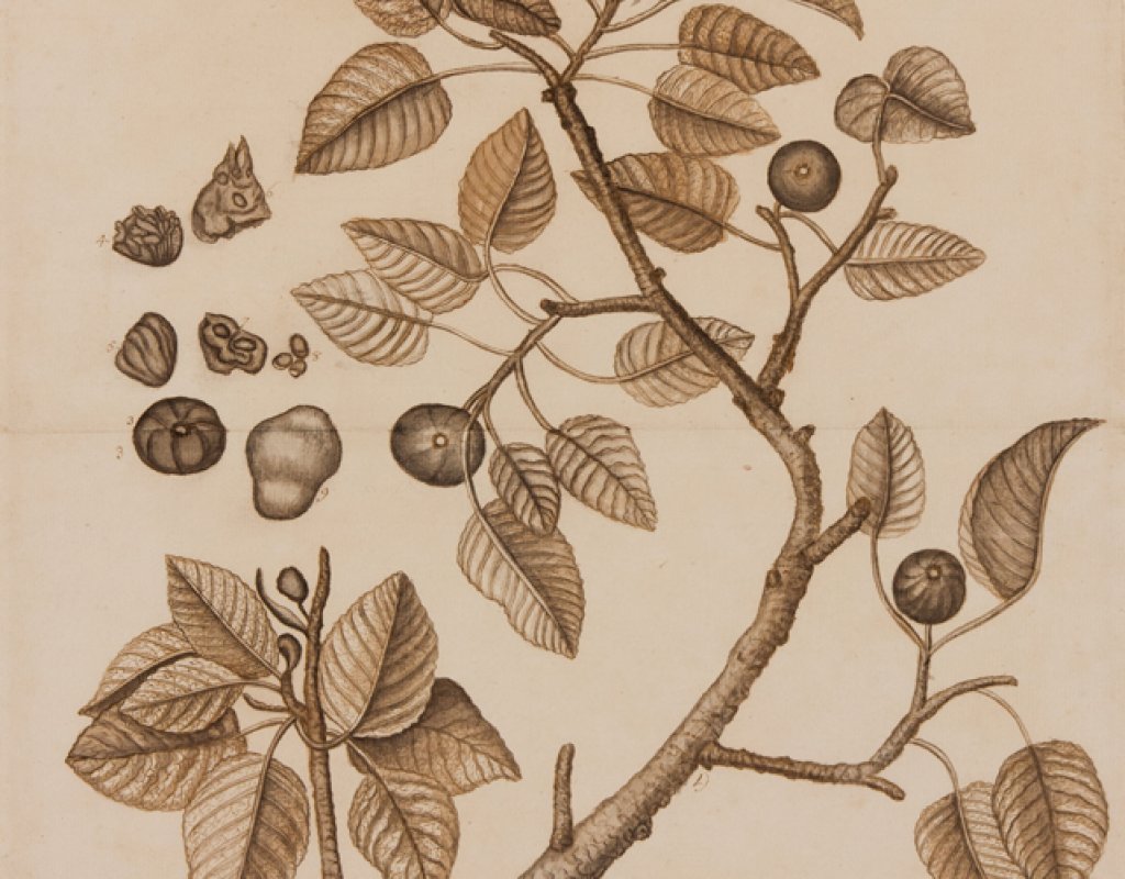 Botanical_study_-_The_Manzanilla_Tree_taken_at_Bocca_chica_-_Botanical-k06526