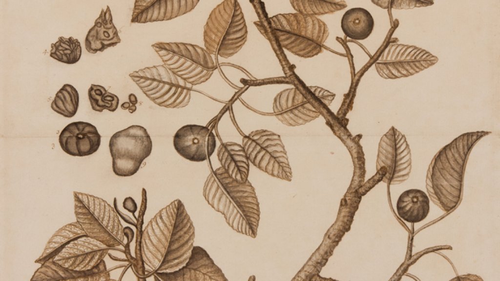 Botanical_study_-_The_Manzanilla_Tree_taken_at_Bocca_chica_-_Botanical-k06526