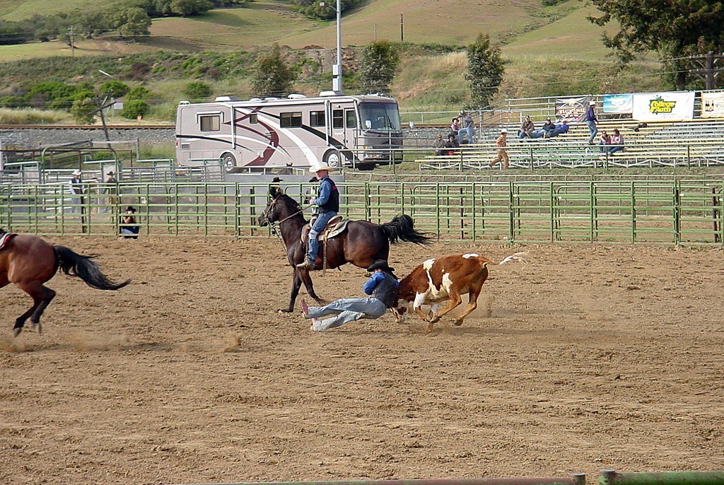 SteerWrestling_CalPoly