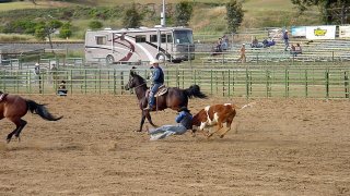 SteerWrestling_CalPoly