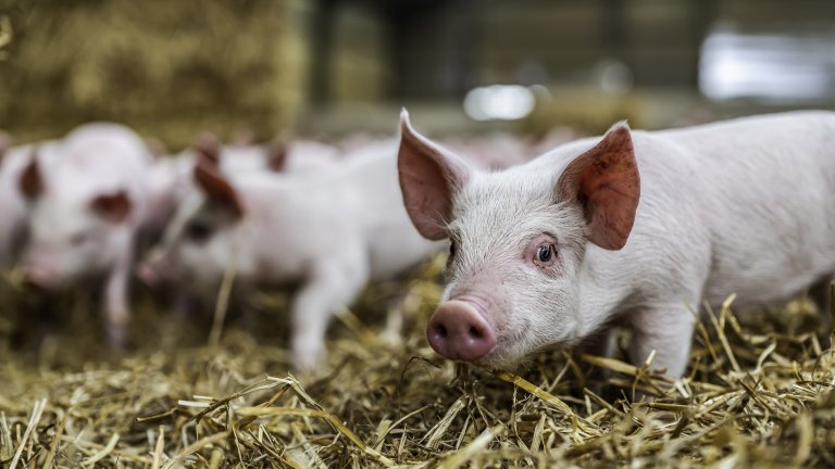 Африканската чума обаче може да разтърси сериозно производителите на месо