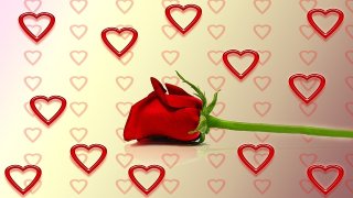 rose-260821_640