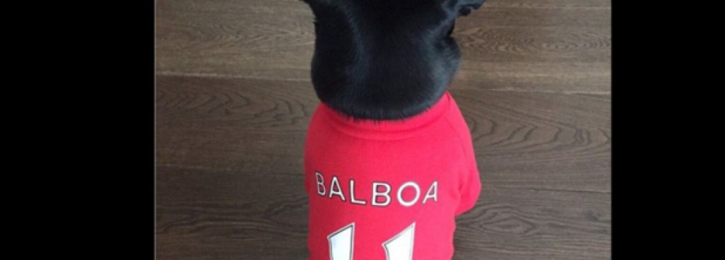 Балбоа с фланелка на Арсенал. Това е кучето на Месут Йозил.
