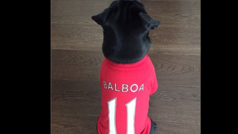 Балбоа с фланелка на Арсенал. Това е кучето на Месут Йозил.
