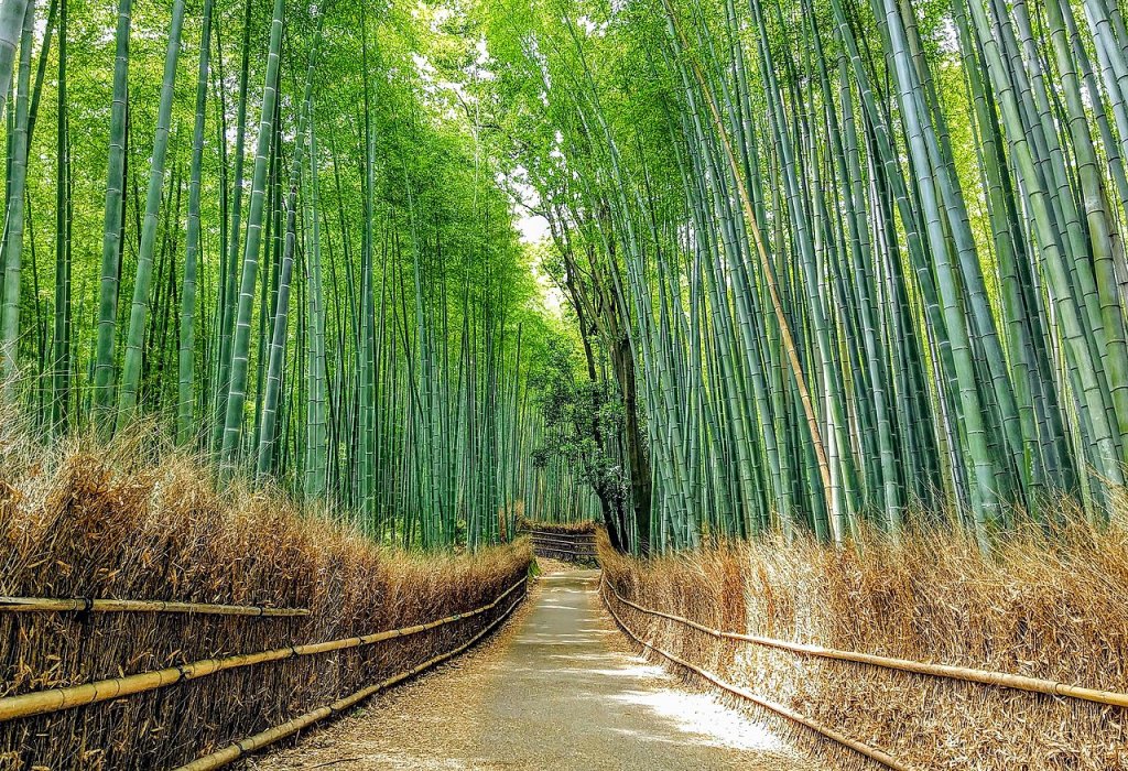 2021_Sagano_Bamboo_forest_in_Arashiyama,_Kyoto,_Japan