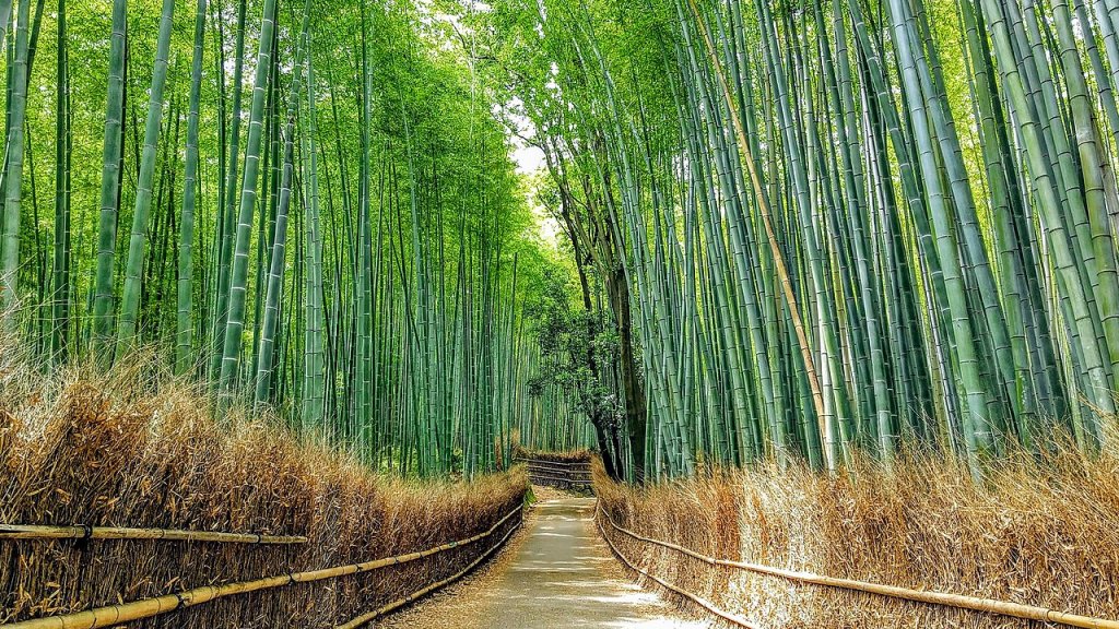 2021_Sagano_Bamboo_forest_in_Arashiyama,_Kyoto,_Japan