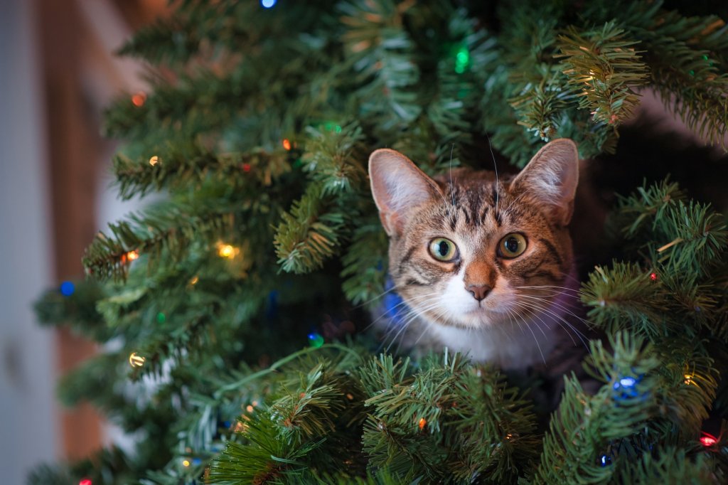 jessica-lewis-xz1ZYspQ9Ts-unsplash